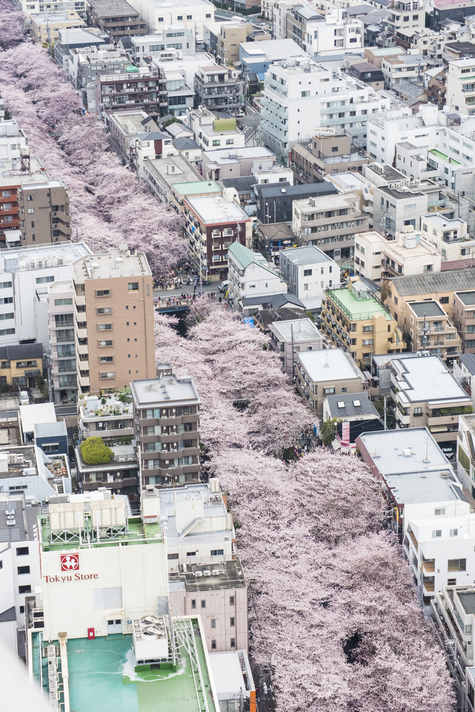 Tokyo Megurogawa